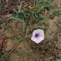 Ipomoea aquatica Forssk.